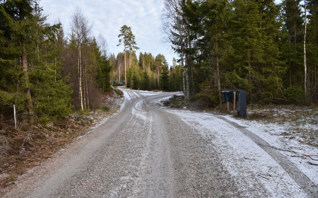 A gravel road covered in a thin layer of snow with pine trees on both sides